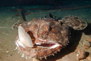 Глибока вода fishilla або sea chert - цікаві факти Глибока вода fishilla або sea chert - цікаві факти